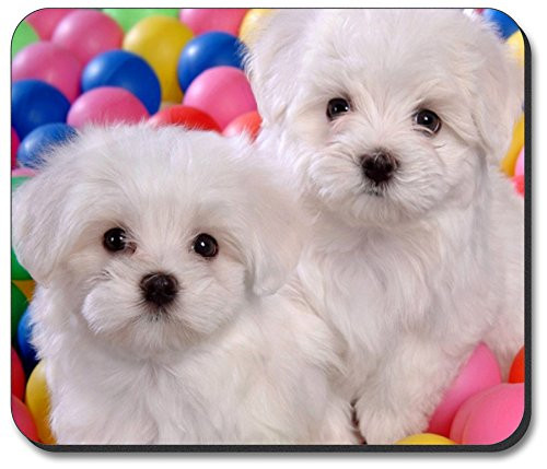 Art Plates Brand - Maltese Puppies Mouse Pad