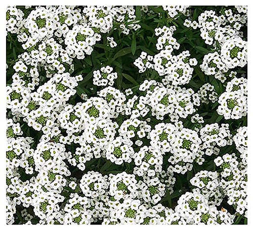 8000 Sweet Alyssum Seeds - Carpet of Snow - Great Ground Cover