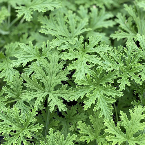 100PCS Seeds Citronella Plant Seeds | Non-GMO | Garden Home Plant Seeds, Fresh Garden Seeds, Gardeners Choice! 100PCS Seeds Citronella Plant Seeds | Non-GMO | Garden Home Plant Seeds, Fresh Garden Seeds, Gardeners Choice!