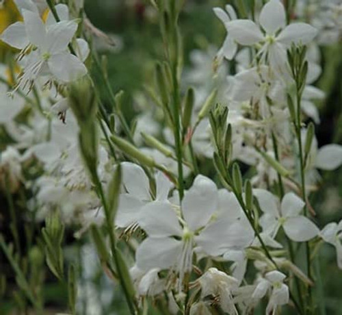 Gaura White Starter Plant, Spectacular Flowering Plant Gaura White Starter Plant, Spectacular Flowering Plant