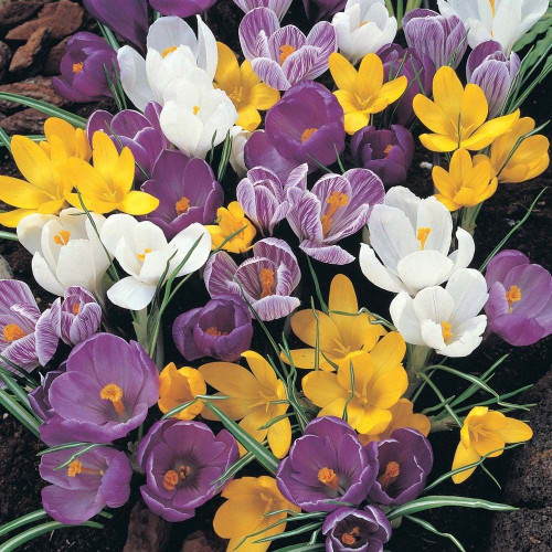Giant Large Flower Crocus 'Rainbow Mixture' 20 bulb pack, Bulb 9/10 cm Shipping Now