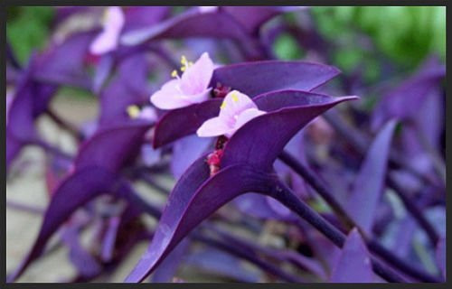 5 Cuttings Purple Heart Wandering Jew - Tradescantia Pallida Purpurea Plant 5 Cuttings Purple Heart Wandering Jew - Tradescantia Pallida Purpurea Plant