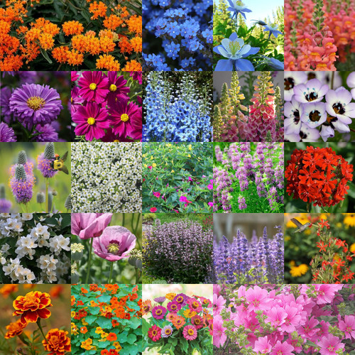 5000 Wildflower Seeds (23 Varieties) - Non-GMO Heirloom Wildflower Seeds Perennial Bulk - Garden Plant - Wild Flower Seeds - Garden Wildflower Seed Mix - Wild Flower Seeds for Planting Outdoors