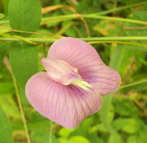 Clitoria ternatea Single Pink | Butterfly Pea | 10_Seeds Clitoria ternatea Single Pink | Butterfly Pea | 10_Seeds