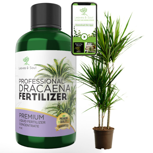 Professional Liquid Dracaena Plant Fertilizer | 3-1-2 Concentrate for Indoor Plants | Multi-Purpose Blend & Gardening Supplies | 8 oz Bottle