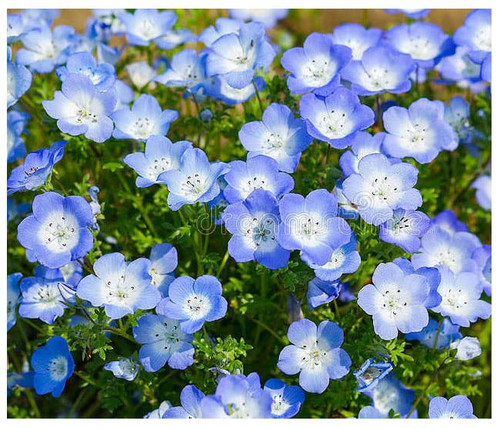 1500 Baby Blue Eyes Wildflower Seeds - California Native Wildflower - Nemophila Menziesii Seed 1500 Baby Blue Eyes Wildflower Seeds - California Native Wildflower - Nemophila Menziesii Seed