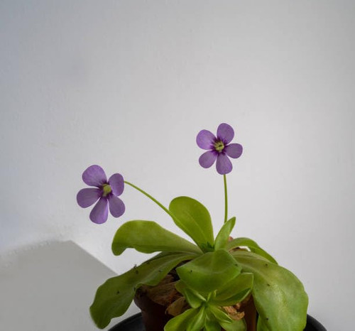 10 Mexican Butterwort Carnivorous Flower Seeds Purple. Dichondra