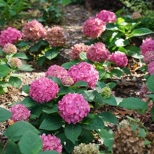 Proven Winners HYDPRC2557800 Let's Dance Arriba Reblooming Hydrangea Live Plant, 4.5 in. Quart, Pink or Blue Flowers Proven Winners HYDPRC2557800 Let's Dance Arriba Reblooming Hydrangea Live Plant, 4.5 in. Quart, Pink or Blue Flowers