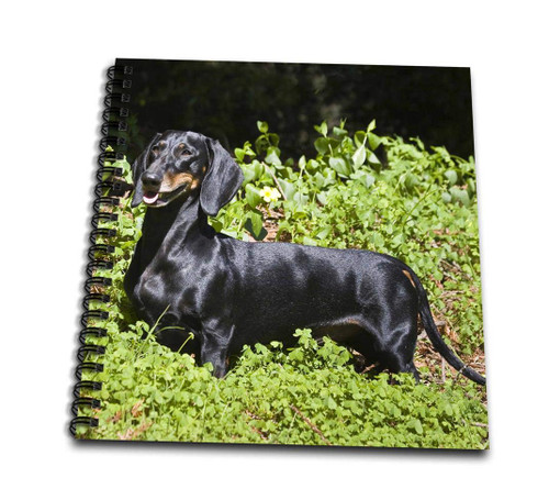 3dRose Dachshund Dog in a Garden of green-US05 ZMU0270-Zandria Muench Beraldo-Mini Notepad, 4 by 4-inch (db_142940_3)
