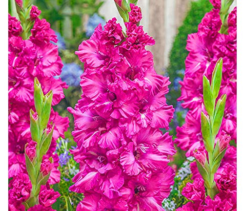 (5) Grozny Extra Large Bulbs Spectacular Large Flowering Bullbs, Gladioli,Sword Lily Bulbs, Plant, Start, Root (5) Grozny Extra Large Bulbs Spectacular Large Flowering Bullbs, Gladioli,Sword Lily Bulbs, Plant, Start, Root