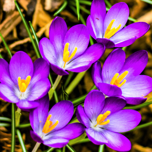 Easy to Grow Crocus 'Flower Record' Plant Bulbs (20 Pack) - Large Violet Purple Flowering Blooms in Early Spring Gardens