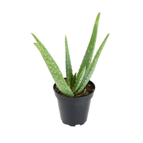Aloe Vera Plant Live Succulent Plants, Live Aloe Vera Plant Succulents, Live Aloe Plant in Aloe Plant Pot, Aloe Plants Live Indoor Plants, Live Aloe Vera Plant Indoor House Plants by Plants for Pets Aloe Vera Plant Live Succulent Plants, Live Aloe Vera Plant Succulents, Live Aloe Plant in Aloe Plant Pot, Aloe Plants Live Indoor Plants, Live Aloe Vera Plant Indoor House Plants by Plants for Pets