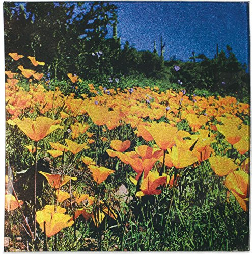 Angelstar 19536 Desert Wildflowers Square Plate, 7-1/2", Multicolor