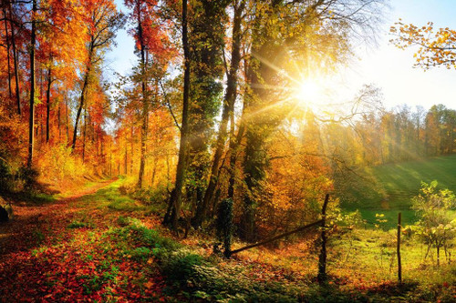 Gorgeous Forest Autumn Fall Leaves Seasons Changing Nature Landscape Panorama Photo National Mountain Park Scenic Scenery Parks Picture America Trees Map Cool Wall Decor Art Print Poster 36x24 Gorgeous Forest Autumn Fall Leaves Seasons Changing Nature Landscape Panorama Photo National Mountain Park Scenic Scenery Parks Picture America Trees Map Cool Wall Decor Art Print Poster 36x24