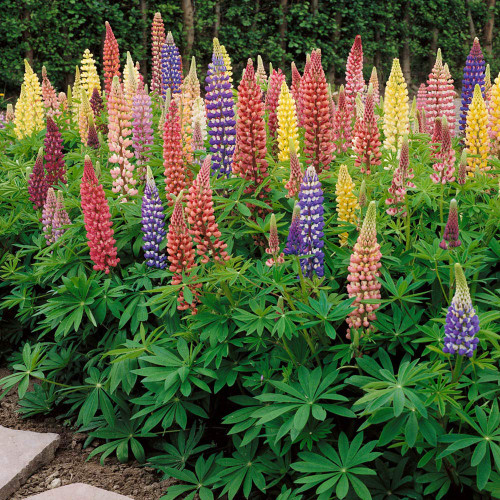 Outsidepride Perennial Russells Lupine Wild Flower Mix & Butterflies & Hummingbirds - 1/4 LB