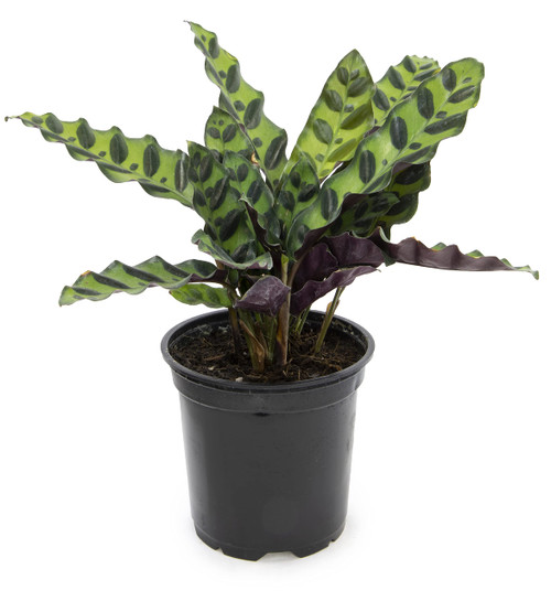 Calathea Plant Live Prayer Plant Live Indoor Plant, Calathea Live Plant Live House Plant Live Plants Indoor, Live Indoor Plants Live Houseplants Live Prayer Plants Live House Plants by Plants for Pets Calathea Plant Live Prayer Plant Live Indoor Plant, Calathea Live Plant Live House Plant Live Plants Indoor, Live Indoor Plants Live Houseplants Live Prayer Plants Live House Plants by Plants for Pets