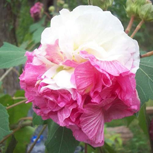 Dichondra 25pcs Double Confederate Rose Flower Seeds