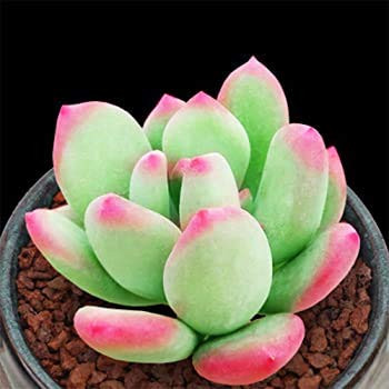 Dichondra 60pcs lithops Pseudotruncatella Succulent Plant Seeds