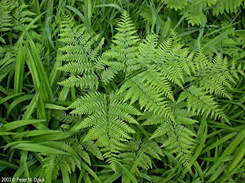 Dichondra 135pcs Fern Bracken Plant Seeds