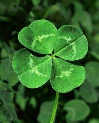 Dichondra 25pcs Four Leaf Clover Lucky Plant Seeds 25
