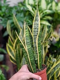 Dichondra Fresh 100pcs Sansevieria Plant Seeds for Planting Mixed 1