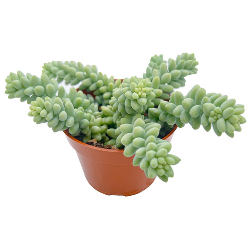 Donkey Tails (4-inch), Rare Succulent Plants Fully Rooted in 4" Pots with Soil, Mini House Plant for Home Office Decor, Wedding Party Favor Gift Donkey Tails (4-inch), Rare Succulent Plants Fully Rooted in 4" Pots with Soil, Mini House Plant for Home Office Decor, Wedding Party Favor Gift