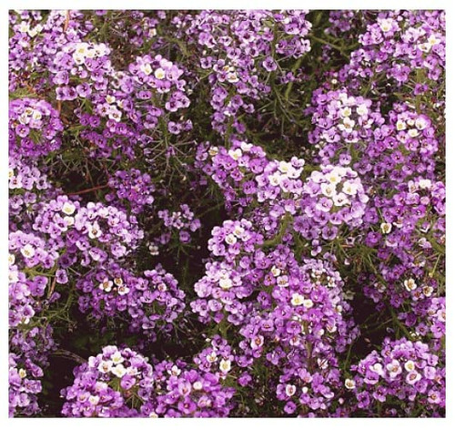 8000 Dwarf Royal Carpet Sweet Alyssum Seeds - Great Ground Cover