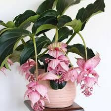 New Fresh 100pcs Medinilla Magnifica Flower Seeds Dichondra