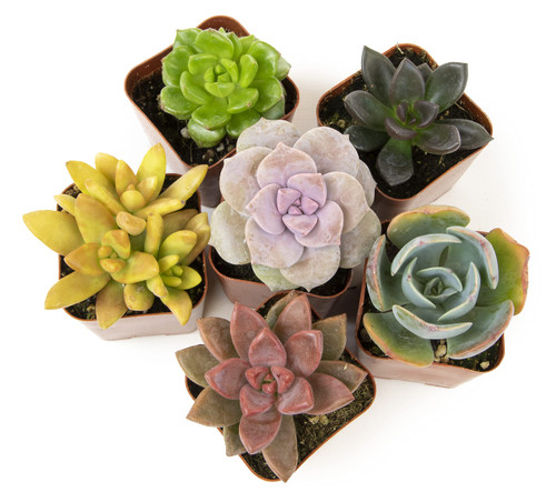 Altman Plants, Live Succulents Plants Live Houseplants (6PK), Succulents Live Plants Live House Plants Indoors Live, Live Cactus Plants Live Cacti Succulent Plants Live Indoor Plants Live Houseplants Altman Plants, Live Succulents Plants Live Houseplants (6PK), Succulents Live Plants Live House Plants Indoors Live, Live Cactus Plants Live Cacti Succulent Plants Live Indoor Plants Live Houseplants