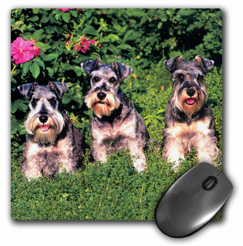 3dRose LLC 8 x 8 x 0.25 Inches Mouse Pad, Schnauzer (mp_266_1)