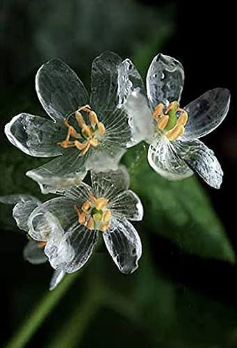 MITRAEE Skeleton Flower Seeds