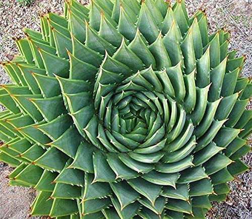 MITRAEE 5pcs Aloe Polyphylla Rare Succulent Plant