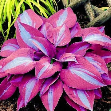 MITRAEE Hosta Elegans 100 Seeds Hosta Sieboldiana, Huge, Blue-Grey Hart Shaped Leaves