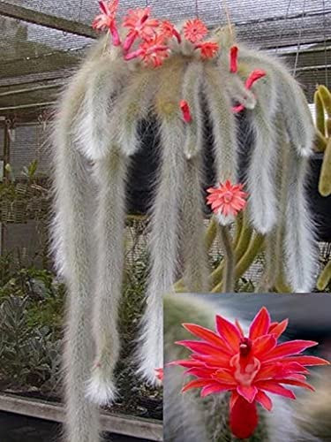 MITRAEE Monkey Tail Cactus Red Flower Seeds