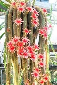 MITRAEE 100 Monkey Tail Cactus Plant Seeds Green.