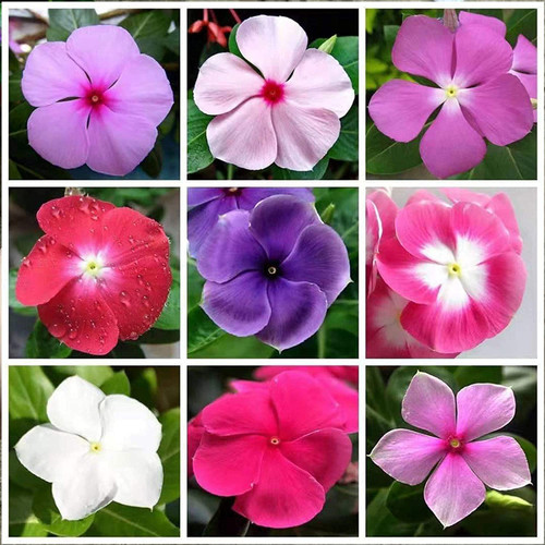 100PCS Mixed Rosea Vinca Periwinkle Seeds Plant Fresh Garden Seeds,Perennail Seeds, Gardeners Choice!?Mixed Color?