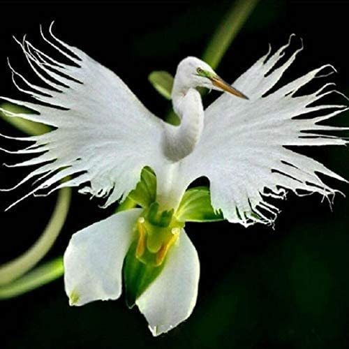 MITRAEE 100 White Egret Orchids Flower Seeds