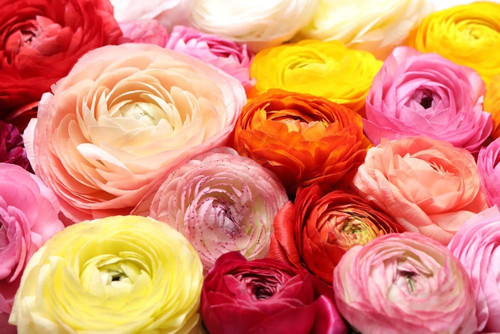 Ranunculus Bulbs for Planting - Buttercup Flower -Plant in Gardens, Containers & Flowerbeds - Easy to Grow Fall or Spring Perennial Flowers Bulbs (20 Mixed Color Bulbs)