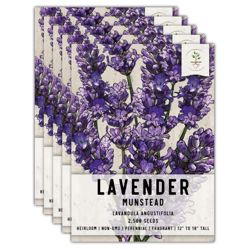 Seed Needs, Munstead Lavender Seeds - 500 Heirloom Seeds for Planting Lavandula angustifolia - Non-GMO & Untreated Fragrant Flowers to Attract Pollinators (5 Packs)