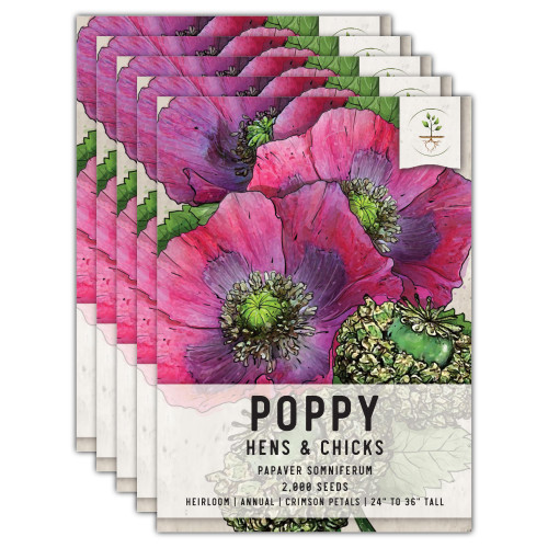 Seed Needs, Hens & Chicks Poppy Seeds - 2,000 Heirloom Seeds for Planting Papaver somniferum - Annual Wildflowers That Attract Pollinators to The Garden (5 Packs)
