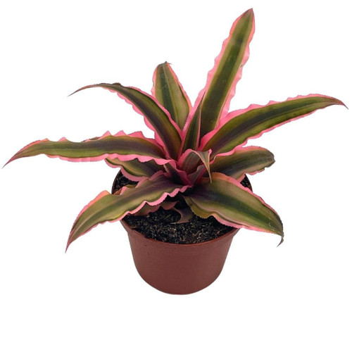Cryptanthus Bivittatus, 2 inch, Pink and Green Variegated, Earth Star Bromeliad, Tiny Mini Pixie Plant Cryptanthus Bivittatus, 2 inch, Pink and Green Variegated, Earth Star Bromeliad, Tiny Mini Pixie Plant