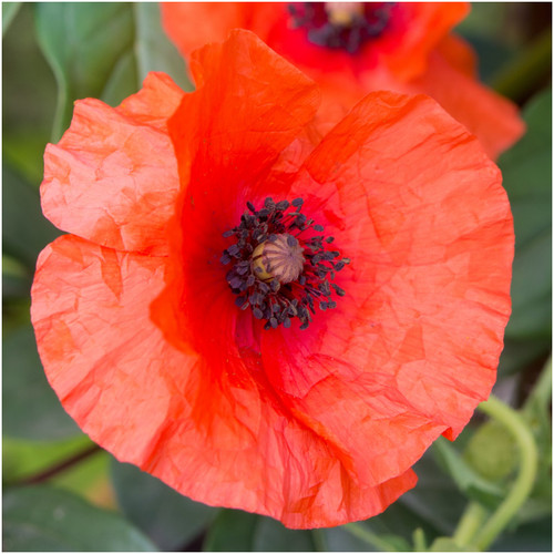 Seed Needs, 250,000+ Red Poppy Corn Poppy Seeds for Planting (Papaver rhoeas) Attracts Pollinators, Red Blooms Bulk