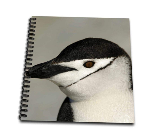 3dRose db_74276_3 Antarctica, Half Moon Island, Chinstrap penguin-AN02 BJA0003-Janyes Gallery-Mini Notepad, 4 by 4"