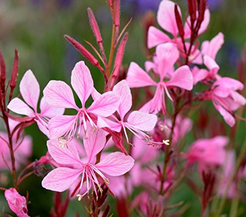 Gaura Gaudi Rose Starter Plant, Spectacular Flowering Plant Gaura Gaudi Rose Starter Plant, Spectacular Flowering Plant