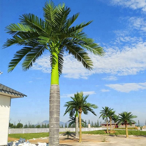 CHUXAY GARDEN Roystonea Regia Seed 20 Seeds Royal Palm Evergreen Tree Adding a Decorative Appeal Showy Display