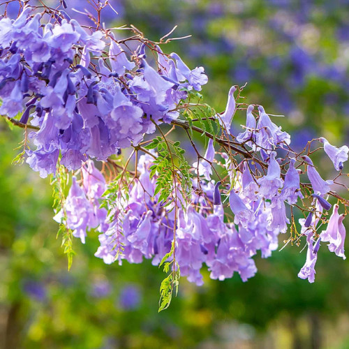 CHUXAY GARDEN Blue Jacaranda Mimosifolia Tree Seed Fern Tree 25 Seeds Striking Landscaping Plant Low-Maintenance Outdoor Tropical Deciduous Tree CHUXAY GARDEN Blue Jacaranda Mimosifolia Tree Seed Fern Tree 25 Seeds Striking Landscaping Plant Low-Maintenance Outdoor Tropical Deciduous Tree
