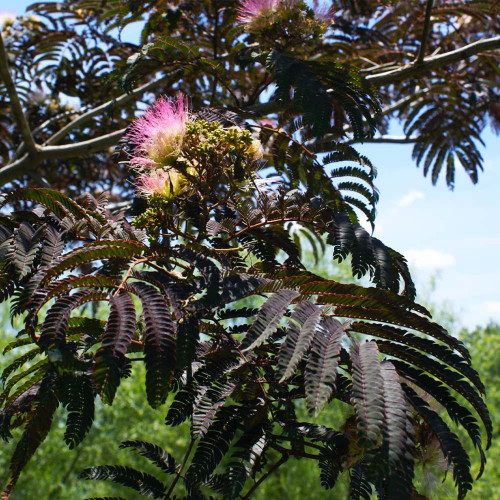 CHUXAY GARDEN Purple Mimosa Tree Seed 50 Seeds Rare Color Tree Striking Landscaping Plant Adding a Decorative Appeal CHUXAY GARDEN Purple Mimosa Tree Seed 50 Seeds Rare Color Tree Striking Landscaping Plant Adding a Decorative Appeal