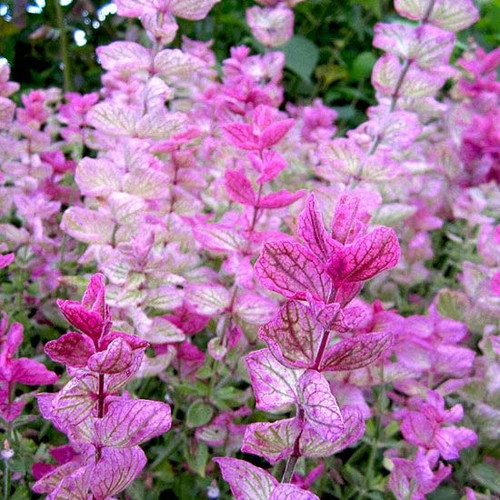 Clary Sage Seeds - Pink Sundae - Packet - Pink Flower Seeds, Open Pollinated Seed Attracts Bees, Attracts Butterflies, Attracts Hummingbirds, Attracts Pollinators, Easy to Grow & Maintain