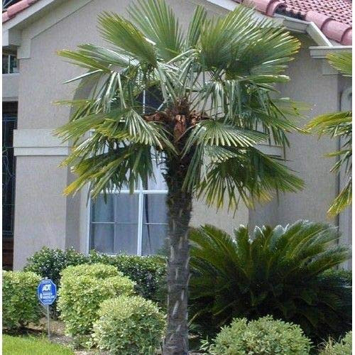 Windmill Palm Tree Seeds (Trachycarpus fortunei) 10+Seeds Windmill Palm Tree Seeds (Trachycarpus fortunei) 10+Seeds