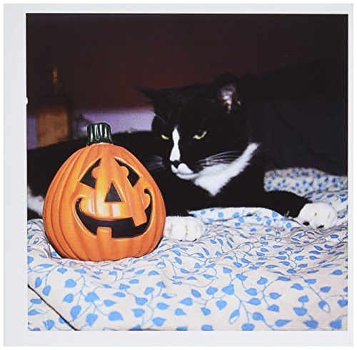 3dRose Black Tuxedo Cat Behind Pumpkin Photograph Greeting Cards, 6" x 6", Set of 12 (gc_155911_2)
